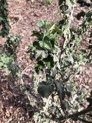 Malacothamnus arcuatus