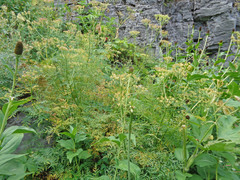 Ligusticum filicinum