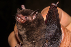 Myotis nigricans