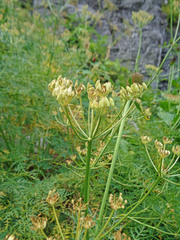 Ligusticum filicinum