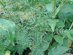 Ligusticum filicinum