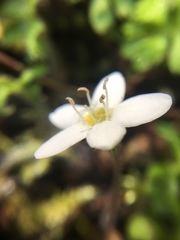 Ellisiophyllum pinnatum