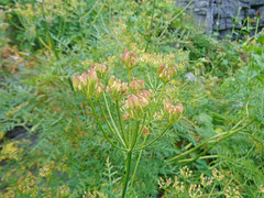 Ligusticum filicinum