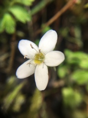 Ellisiophyllum pinnatum