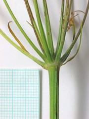Ligusticum filicinum