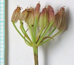 Ligusticum filicinum
