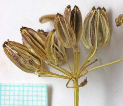 Ligusticum filicinum