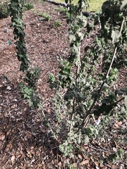 Malacothamnus arcuatus