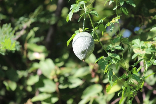 Momordica cardiospermoides