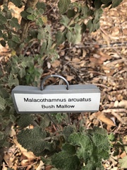 Malacothamnus arcuatus