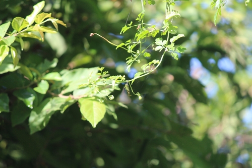 Momordica cardiospermoides
