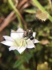 Chondrophylla