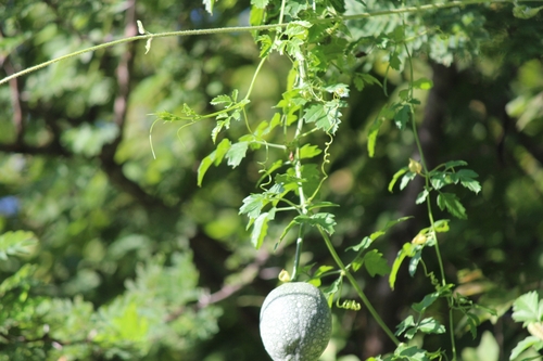 Momordica cardiospermoides