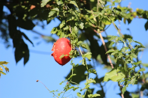 Momordica cardiospermoides