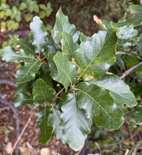 Quercus tuberculata Liebm.