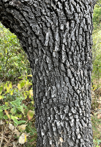 Quercus tuberculata
