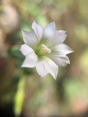 Chondrophylla