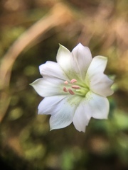 Chondrophylla