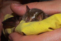 Vampyriscus nymphaea