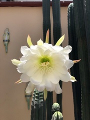 Trichocereus macrogonus