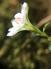Chondrophylla