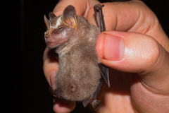 Vampyriscus nymphaea