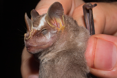 Vampyriscus nymphaea