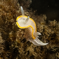 Diaphorodoris alba