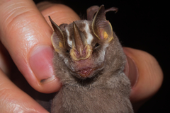 Vampyriscus nymphaea