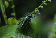 Crioprosopus basileus