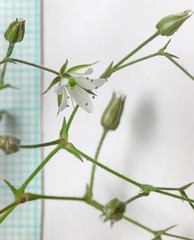 Sabulina nuttallii nuttallii
