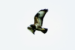 Buteo buteo insularum