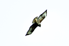 Buteo buteo insularum