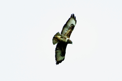 Buteo buteo insularum