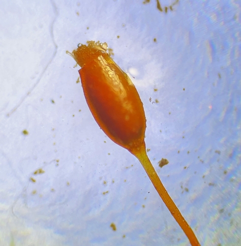 Image of Tortula lindbergii by no rights reserved