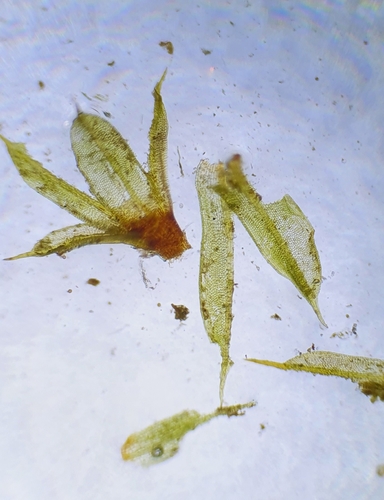 Image of Tortula lindbergii by no rights reserved