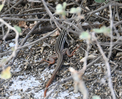 Aspidoscelis angusticeps