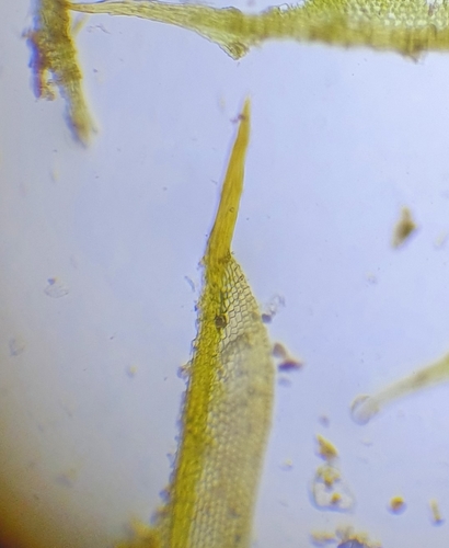 Image of Tortula lindbergii by no rights reserved
