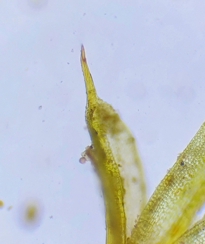 Image of Tortula lindbergii by no rights reserved