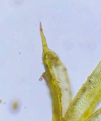 Tortula lindbergii