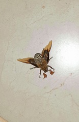 Polyphylla decemlineata