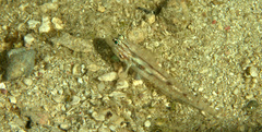 Coryphopterus