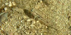Coryphopterus