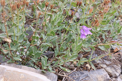 Penstemon montanus montanus