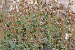 Penstemon montanus montanus