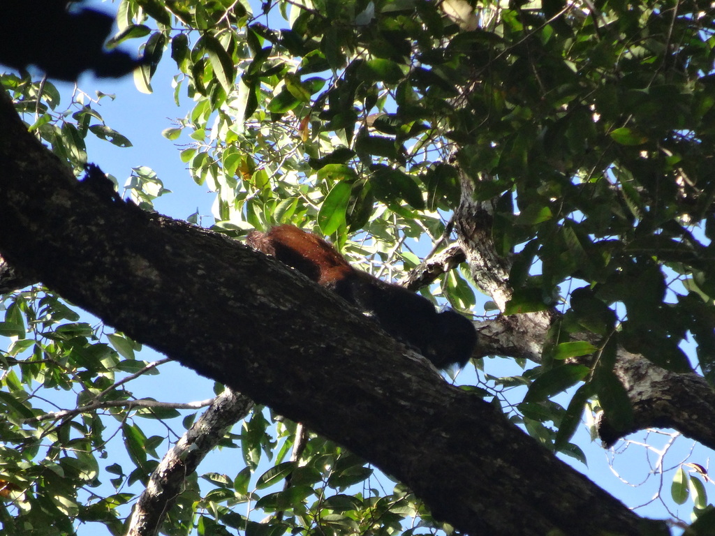 Black-headed Uacari