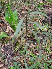 Asclepias perennis