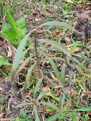 Asclepias perennis