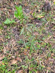 Asclepias perennis
