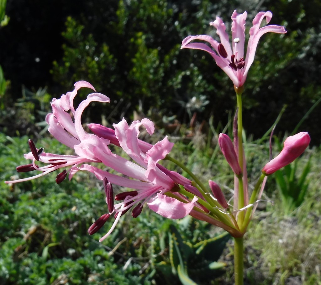 Nerine ridleyi